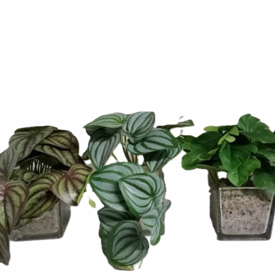 Alocasia calcutta artificial desk plants